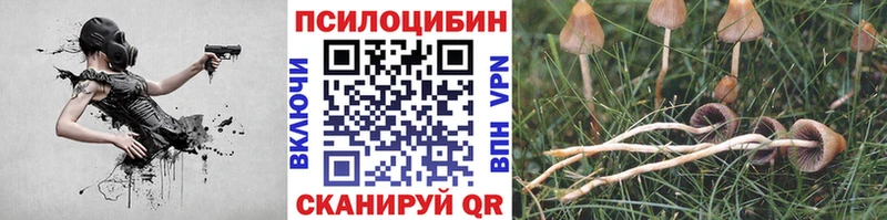 Псилоцибиновые грибы Cubensis  магазин продажи   Красный Сулин 